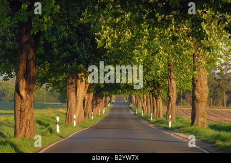 Tree-Lined Country Road con alberi di castagno in fiore, Meclenburgo-Pomerania Occidentale, Germania Foto Stock