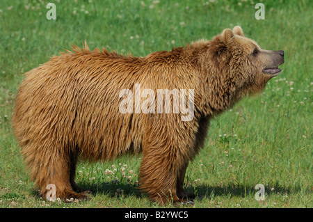 Femmina di orso bruno in Prato Foto Stock