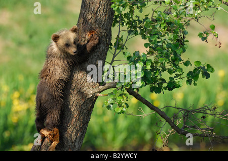 Giovani Orso Bruno rampicante Foto Stock