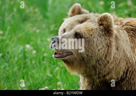 Ritratto di femmina di orso bruno Foto Stock