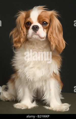 Ritratto di King Charles Spaniel Foto Stock