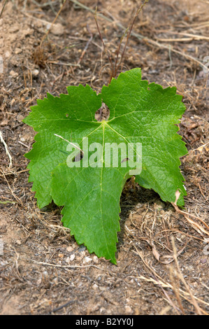 Foglia di vite. Il Merlot. Kir-Yianni Cantina Yianakohori, Naoussa, Macedonia, Grecia Foto Stock