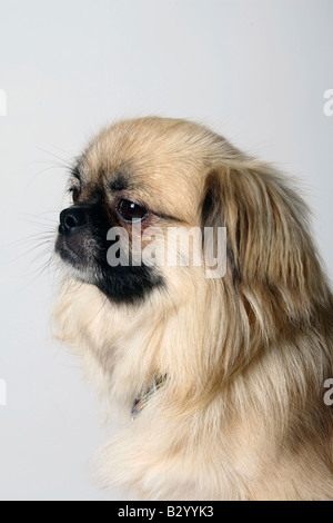 Tibetan Spaniel Foto Stock