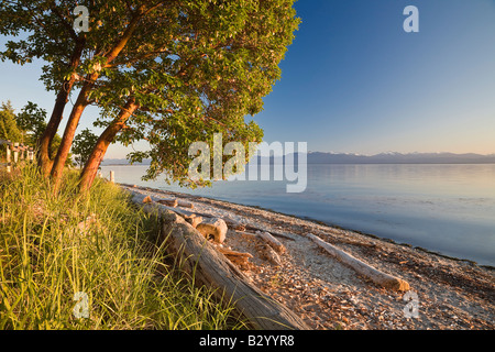 Albero e Driftwood sulla spiaggia, puzzava Bay Parco Provinciale, British Columbia, Canada Foto Stock