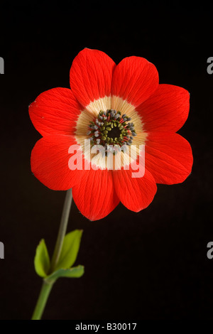 Crown Anemone Anemone coronara Peloponneso Grecia Foto Stock