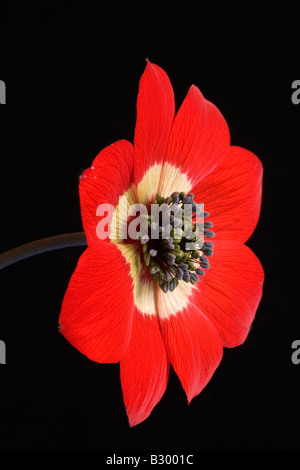 Crown Anemone Anemone coronara Peloponneso Grecia Foto Stock