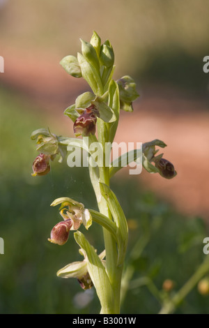 Bee Orchid Ophrys umbilicata Attica Grecia Foto Stock