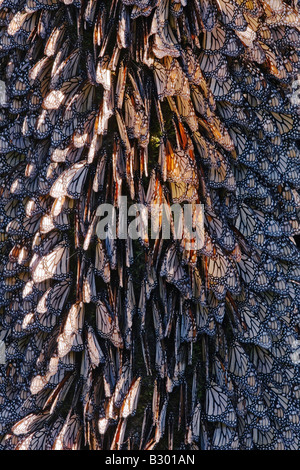 Farfalle monarca su Pino, Sierra Chincua Santuario della Farfalle, Angangueo, Messico Foto Stock