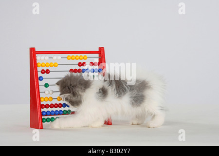 Gatto persiano gattino con abacus intelligenza di conteggio Foto Stock