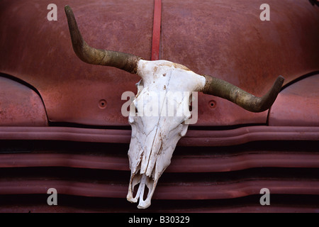 Il teschio di mucca carrello ornamento, Tennessee, Stati Uniti d'America Foto Stock