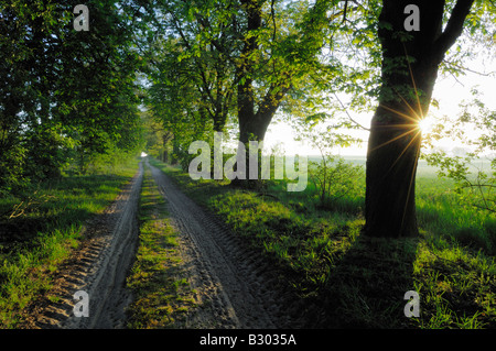 Percorso attraverso la foresta, Meclemburgo-Pomerania Occidentale, Germania Foto Stock