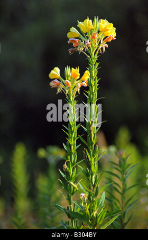 Oenothera biennis , enagra o stella della sera Foto Stock
