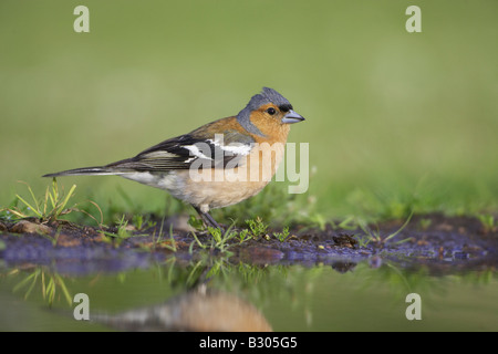 (Fringuello Fringilla coelebens), maschio adulto a bordo del laghetto in giardino Foto Stock