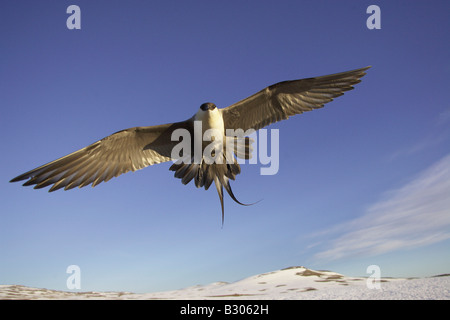 Long-tailed Skua (Stercorarius longicaudus), adulto in volo Foto Stock