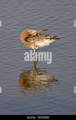 Blcak Tailed Godwit a Minsmere Foto Stock