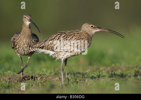 (Curlew Numenius arquata), coppia nel campo Foto Stock