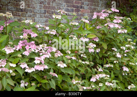 Hydrangea paniculata "diamante rosa" Foto Stock