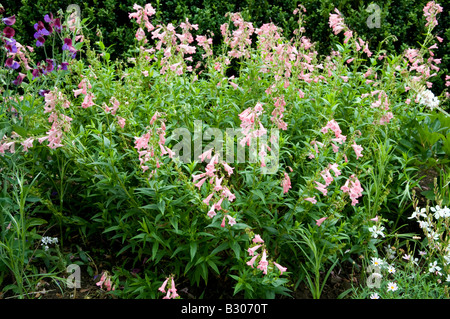 Penstemon scrophulariaceae 'Apple Blossom' Foto Stock