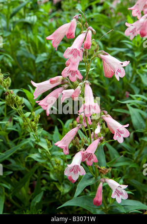 Penstemon scrophulariaceae 'Apple Blossom' Foto Stock