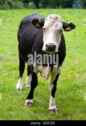 Mucca nel campo Foto Stock