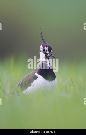 Pavoncella (Vanellus vanellus), ritratto di adulti nel campo di erba Foto Stock