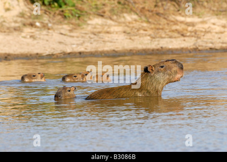 Giovani Capybaras nuoto, guardando il maschio, Hydrochoerus hydrochaeris, LOS LLANOS, Venezuela, Sud America Foto Stock