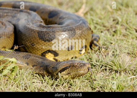 Dettaglio della testa di anaconda, Eunectes murinus, GUIZZANTI LA SUA LINGUETTA IN e OUT, snake LOS LLANOS, Venezuela, Sud America Foto Stock