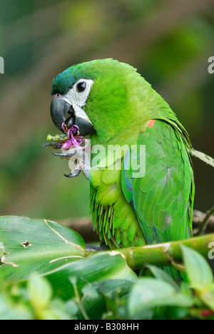 Hahns Macaw o ROSSO DI SPALLAMENTO MACAW, nobile Macaw, Ara nobilis nobilis, Canaima, Venezuela, Sud America Foto Stock