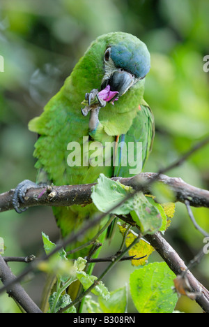 Hahns Macaw o ROSSO DI SPALLAMENTO MACAW, nobile Macaw, Ara nobilis nobilis, Canaima, Venezuela, Sud America Foto Stock