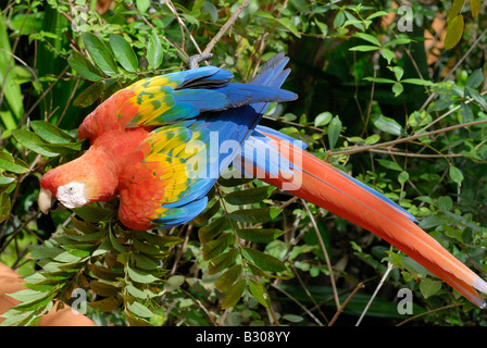 Scarlet Macaw, ARA MACAO, Canaima, Venezuela, Sud America Foto Stock