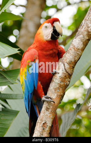 Scarlet Macaw, ARA MACAO, Canaima, Venezuela, Sud America Foto Stock