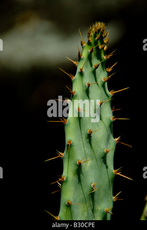 Un ramo di un cactus contro uno sfondo scuro con picchi di arancione evidenziata Foto Stock