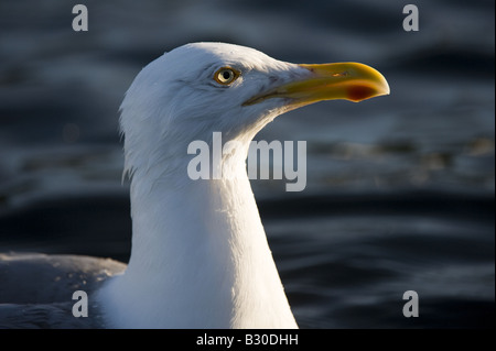 Aringa Gabbiano (Larus argentatus), testa di adulto Foto Stock