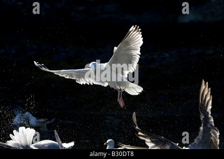 Aringa Gabbiano (Larus argentatus), scende Foto Stock