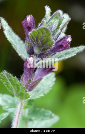 Bartsia alpina (Bartsia alpina), fiore Foto Stock