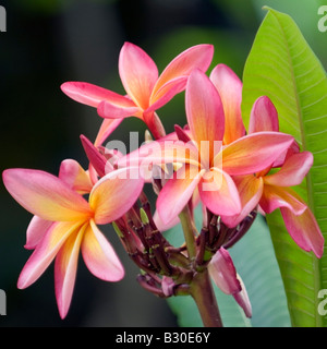 Il Frangipani fragrante Foto Stock