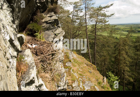 Falco pellegrino, Falco peregrinus, sito di riproduzione, nido d'aquila / nido nel vecchio raven, Corvus corax, nido Foto Stock