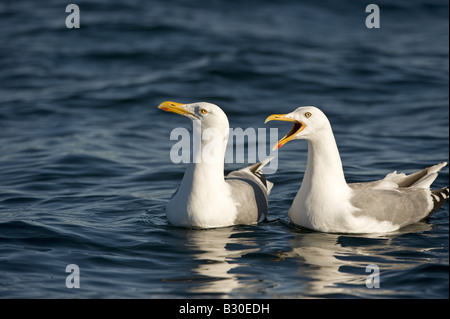 Aringa Gabbiano (Larus argentatus), coppia a riposo sul mare Foto Stock