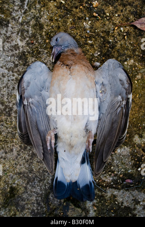 Un piccione morto sembra tranquillo sul patio in calcestruzzo Foto Stock
