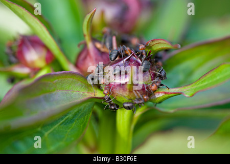 Macro di formiche apertura di una peonia germoglio di fiore Foto Stock