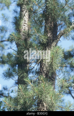 Pino pece, Pinus rigida Foto Stock