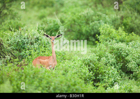 Gerenuk (Litocranius walleri) Foto Stock