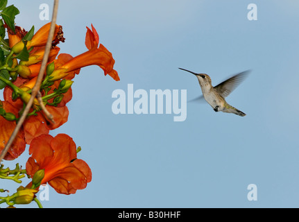 Una femmina di Ruby throated Hummingbird archilochus colubris prepara per alimentare il nettare da un fiore a campana della vigna, Campsis radicans. Oklahoma, Stati Uniti d'America. Foto Stock