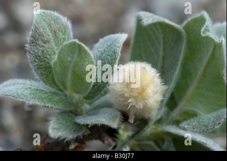 Lanosi Willow (Salix lanata), con amento Foto Stock