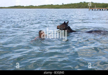 Un uomo nuota la sua corsa di cavalli nella laguna vicino Codrington Barbuda Foto Stock