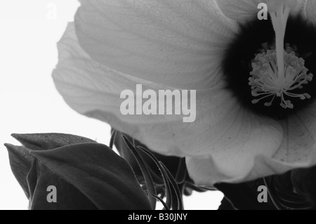 Un delicato di fiori di ibisco's stame e i petali sono evidenziati in un artistico in bianco e nero di interpretazione. Foto Stock