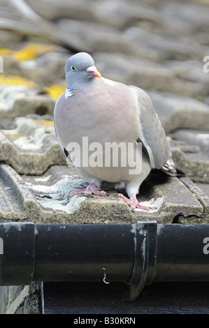 Colombaccio Columba palumbus sul tetto London REGNO UNITO Foto Stock