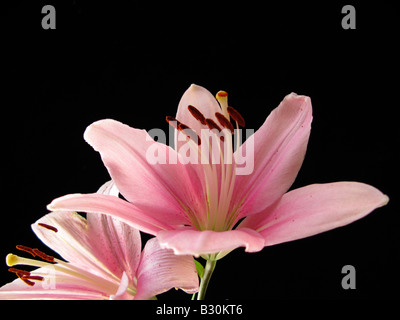 Giglio rosa vicino. Il Lilium Azucena Foto Stock