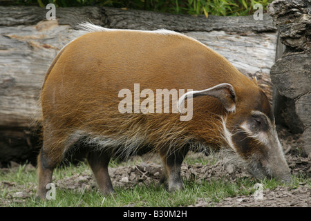 Red River Hog aka bush Africano maiale (Potomochoerus Porcus) Foto Stock