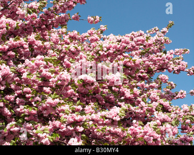 Rosa fiori di ciliegio Foto Stock